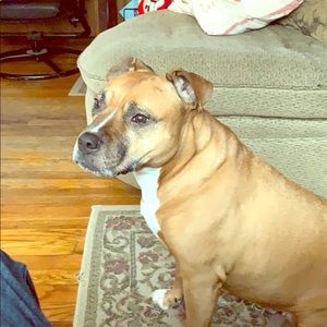 This is my dog. She’s not for sale, just adorable